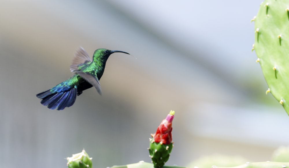 green and blue bird on white flower