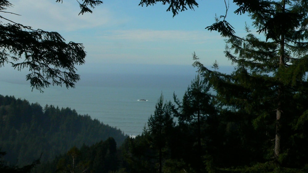 green trees near body of water during daytime