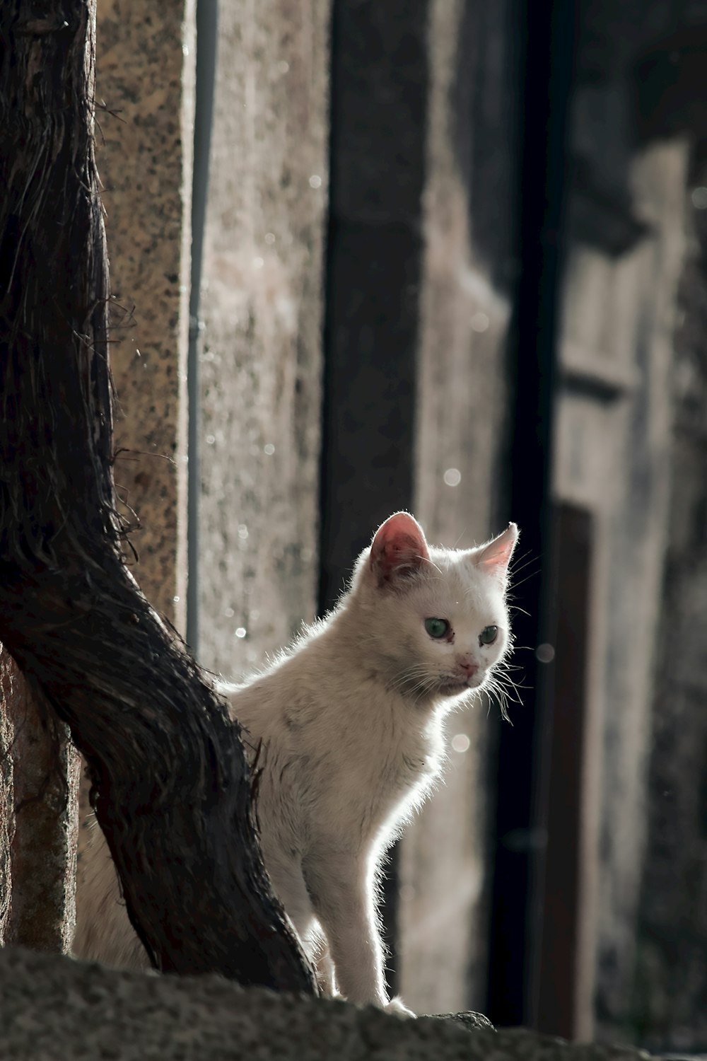 weiße Katze auf braunem Baumstamm