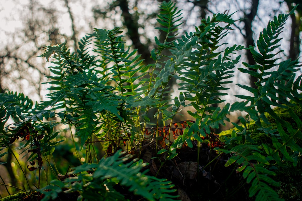 green plant in tilt shift lens