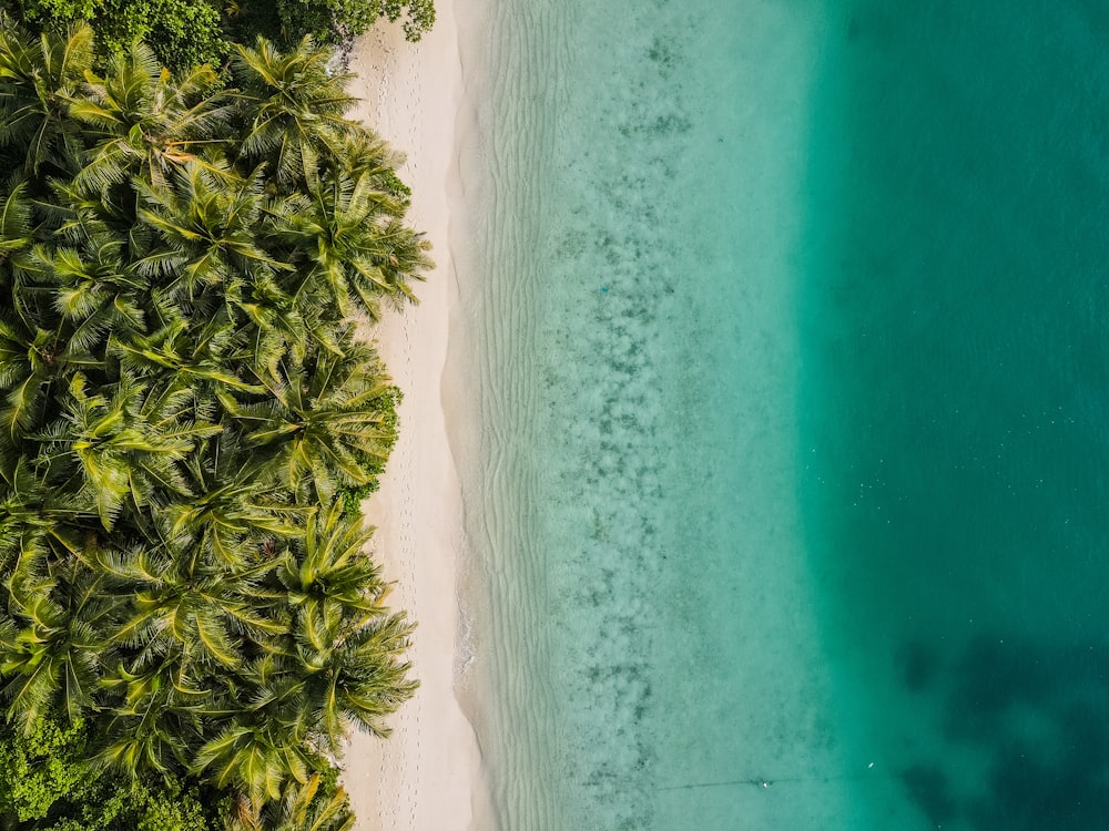 Drone Beach Pictures | Download Free Images on Unsplash