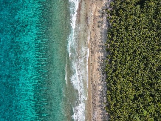 green trees beside body of water during daytime in Kelaa Maldives