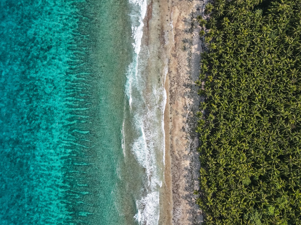 green trees beside body of water during daytime