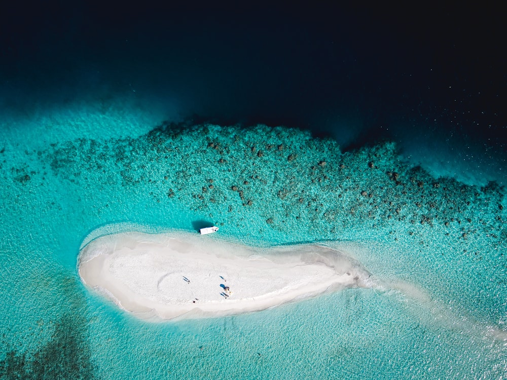 black and white whale on blue water