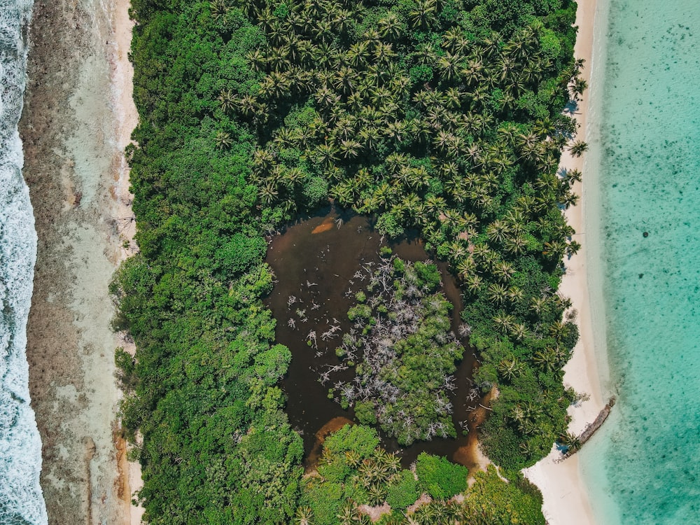 pianta verde su vaso di ceramica bianca