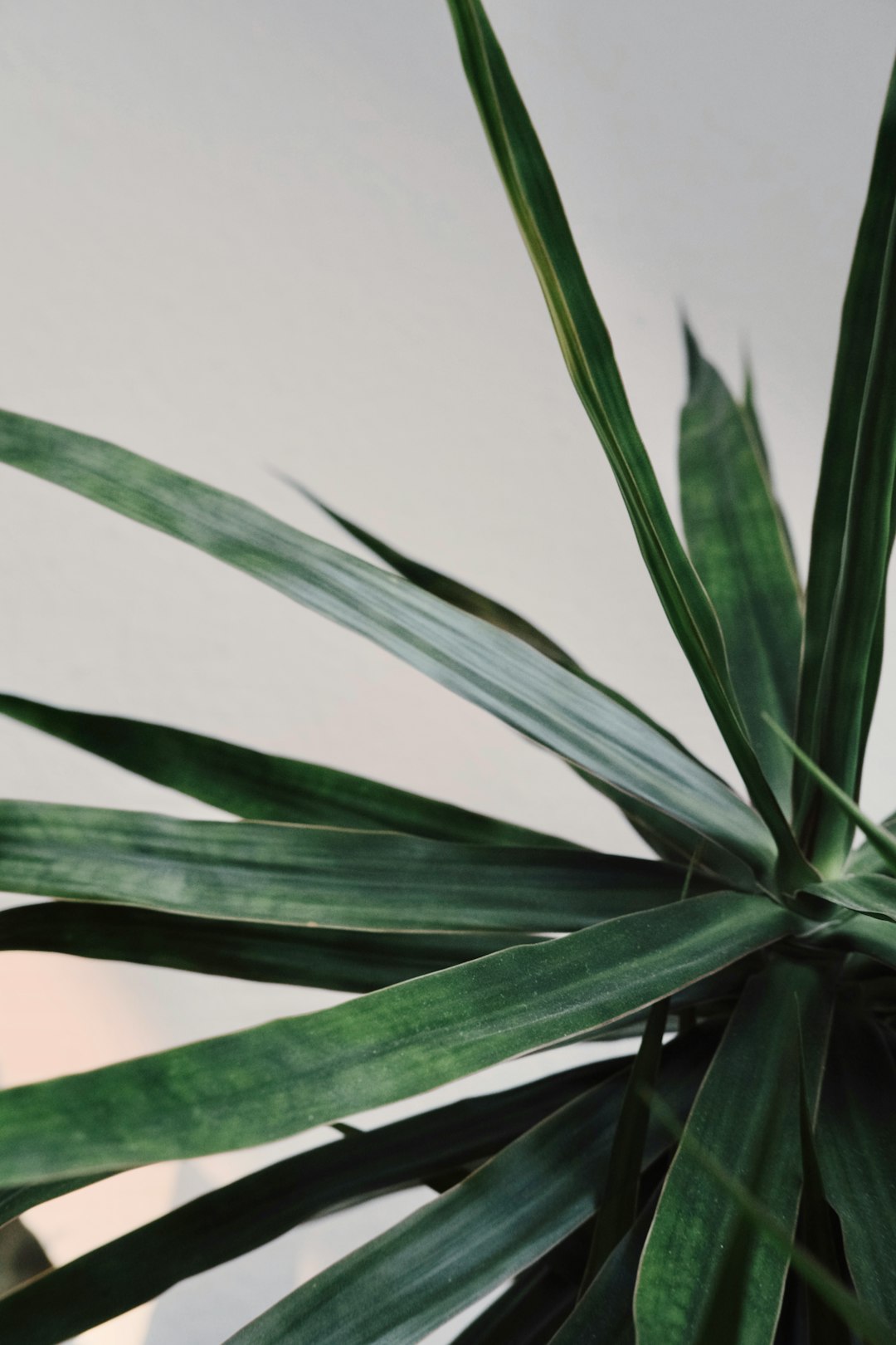 green plant in white pot