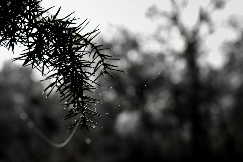 green plant in close up photography