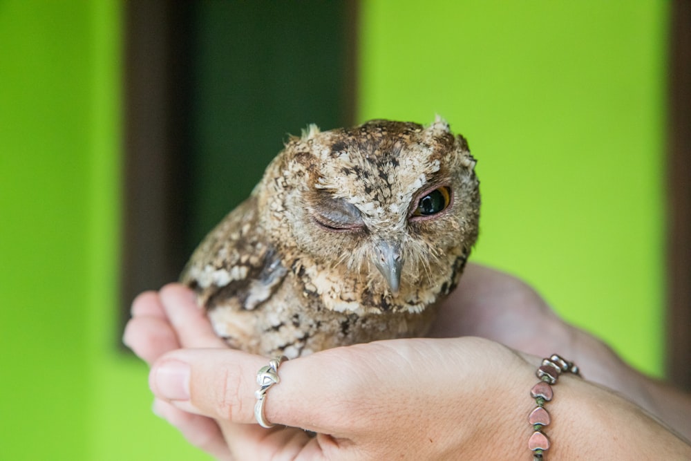 brown and white owl on persons hand