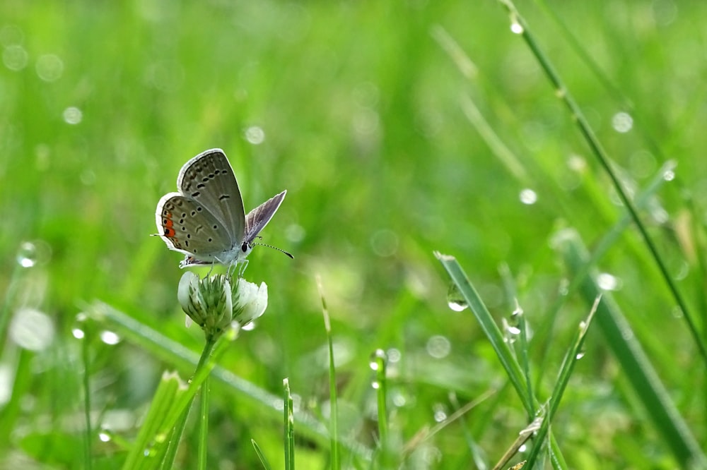 Gewöhnlicher blauer Schmetterling sitzt tagsüber auf grünem Gras in Nahaufnahmen