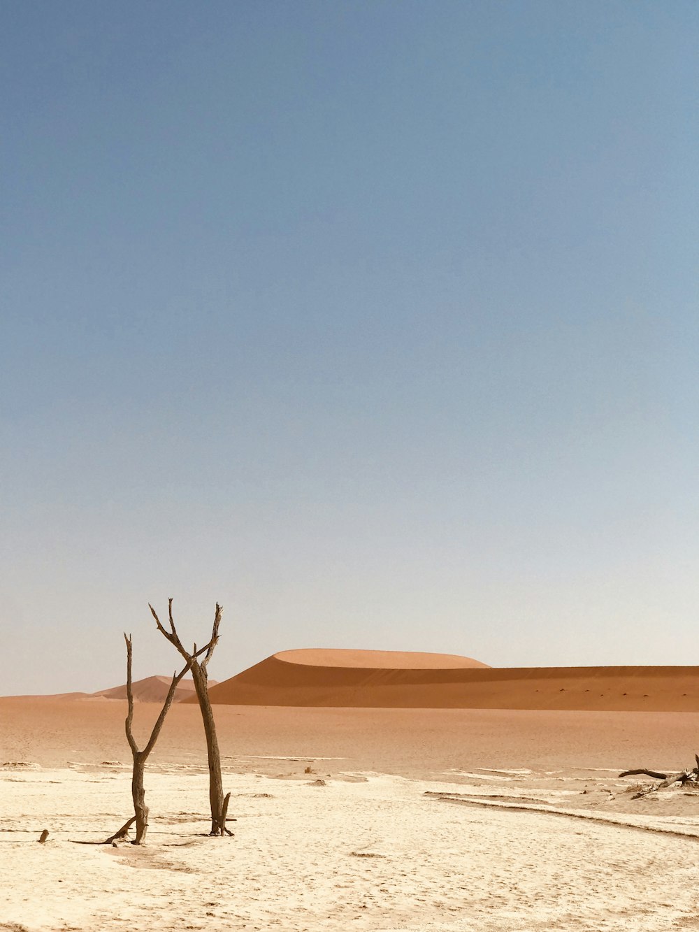 leafless tree on brown sand during daytime