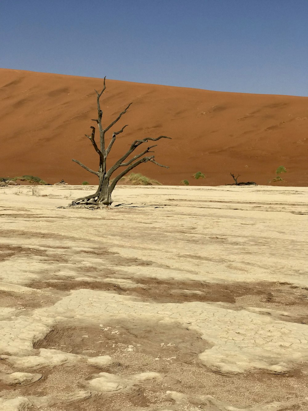 bare tree on brown sand