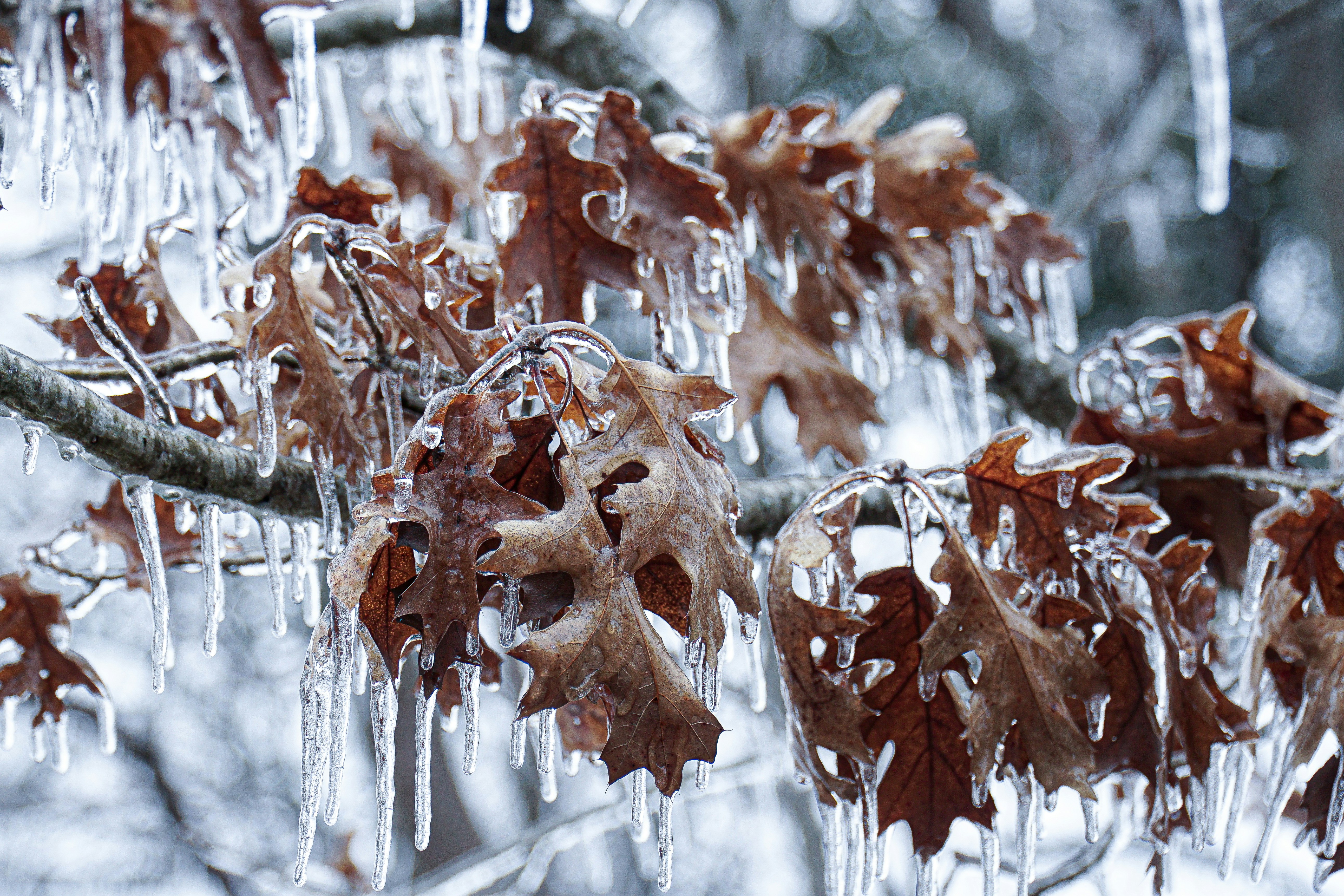 brown dried leaves on snow covered ground, Ice shards hanging down from frozen maple leaves in the cold winter.