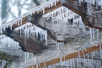 brown wooden tree trunk in close up photography