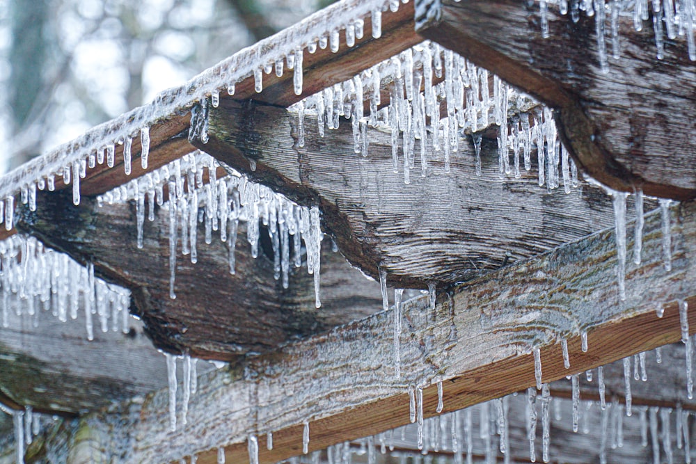 tronco d'albero di legno marrone in fotografia ravvicinata