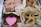 A beautifully arranged box of cookies from Tiny Treats.