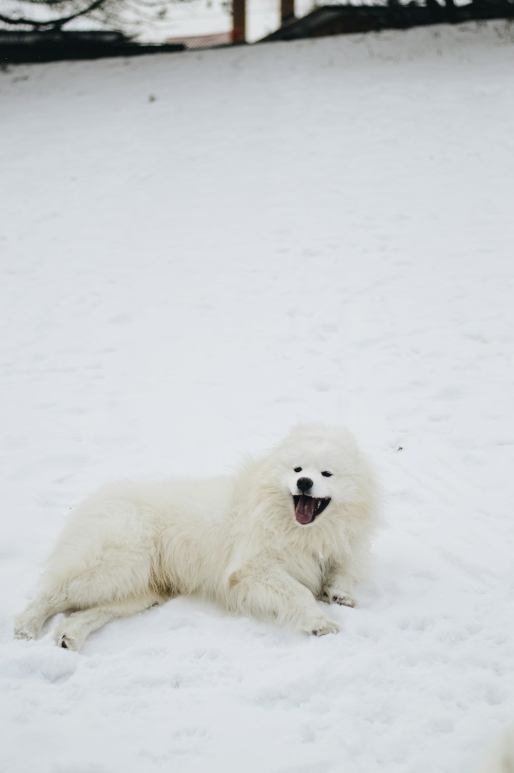 white long coated dog on snow covered ground