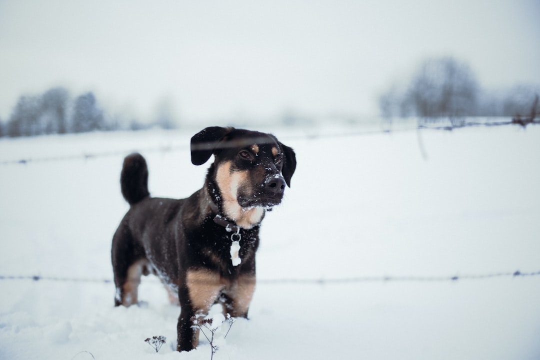 black and tan short coat medium sized dog on snow covered ground during daytime