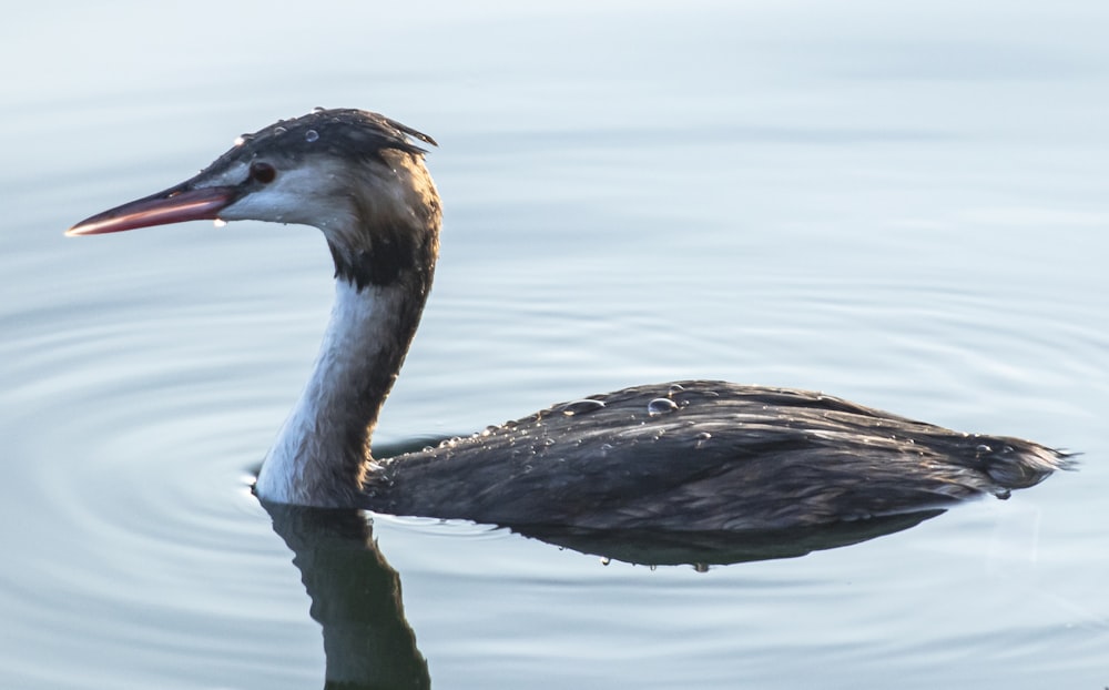 black and white duck on water during daytime