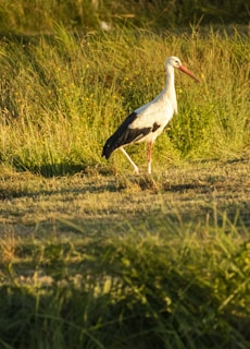 A close-up of a stork standing gracefully in a lush green garden at sunrise.