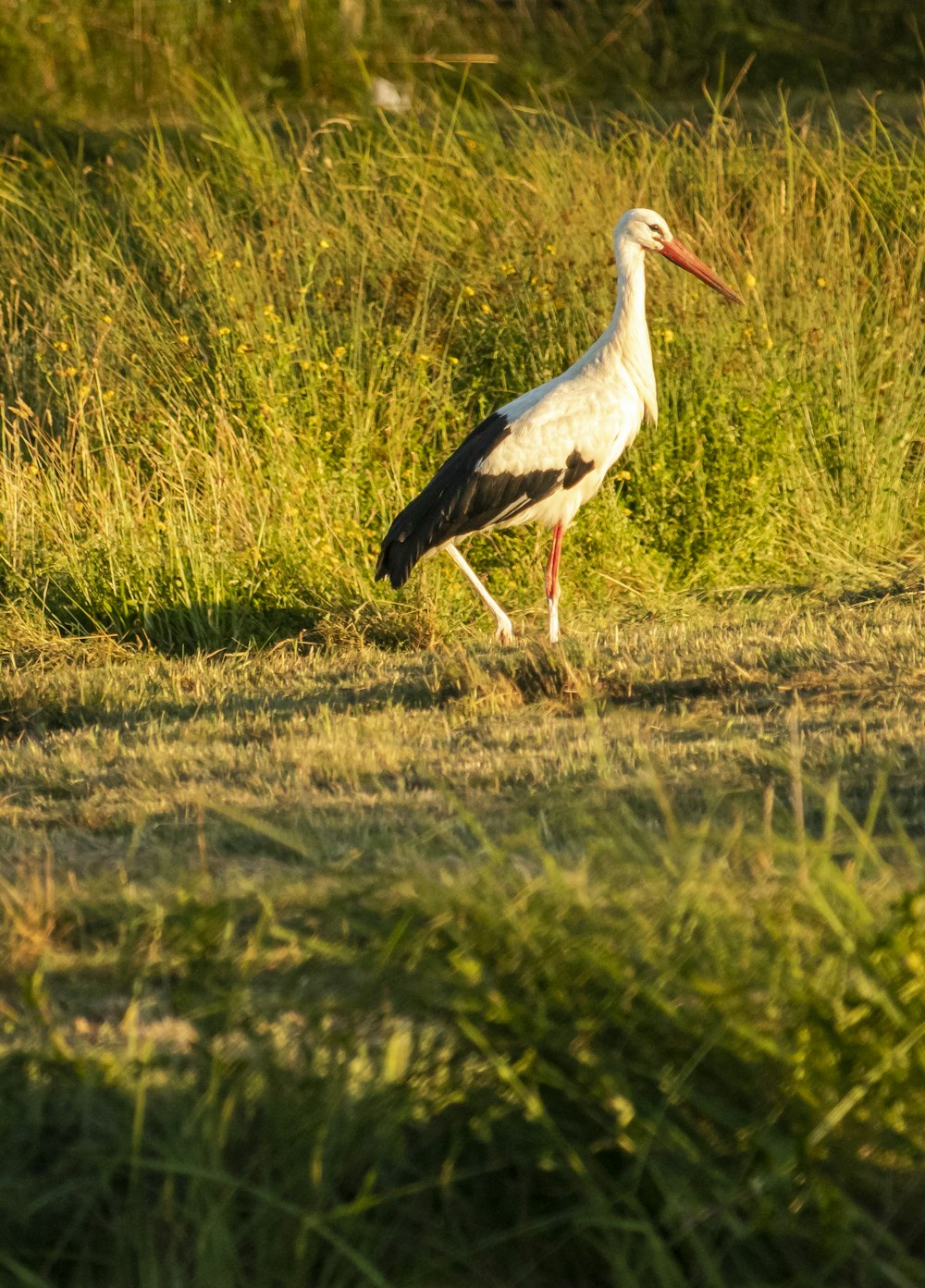 white stork on green grass field during daytime