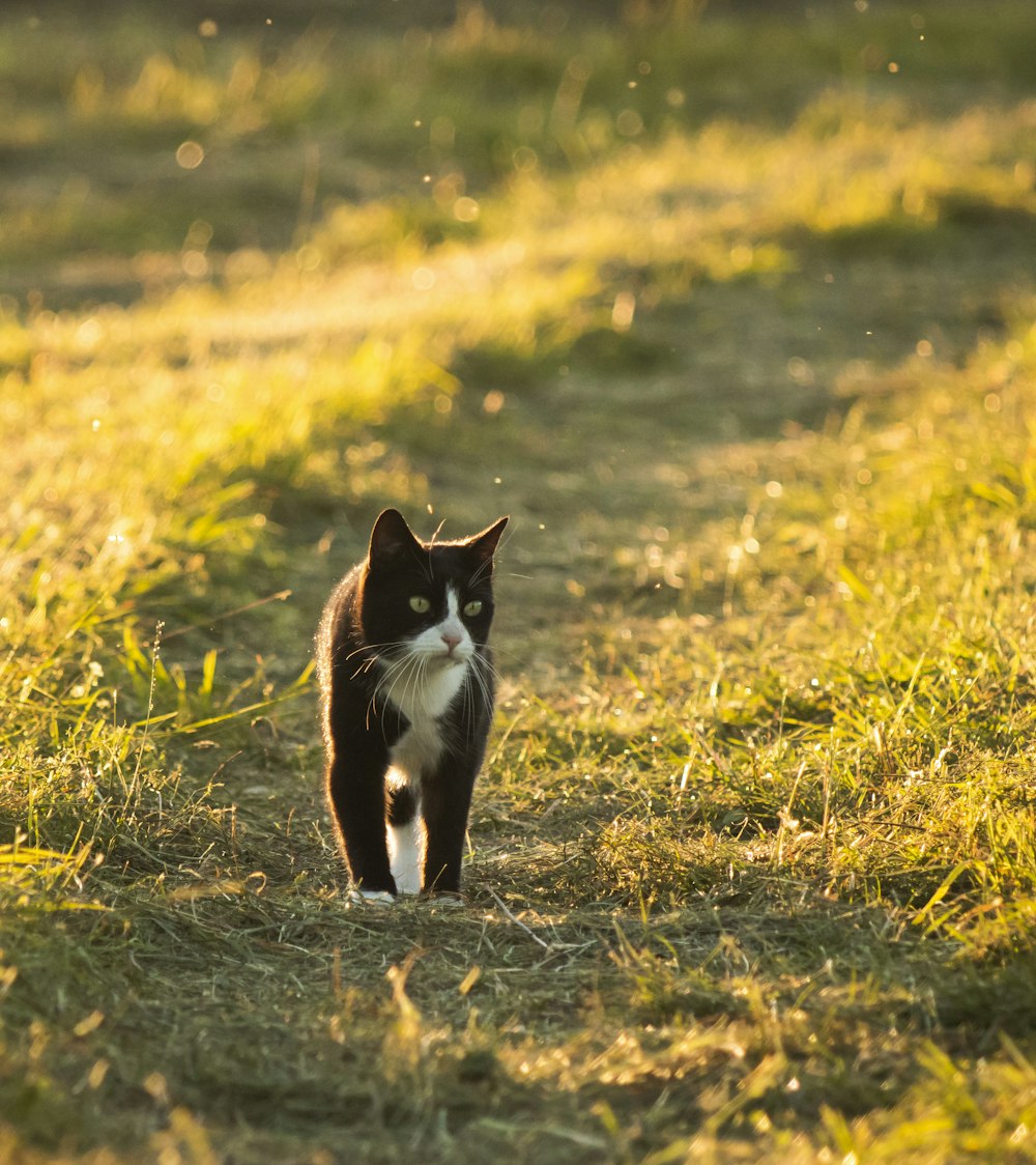 tuxedo cat on brown grass field during daytime