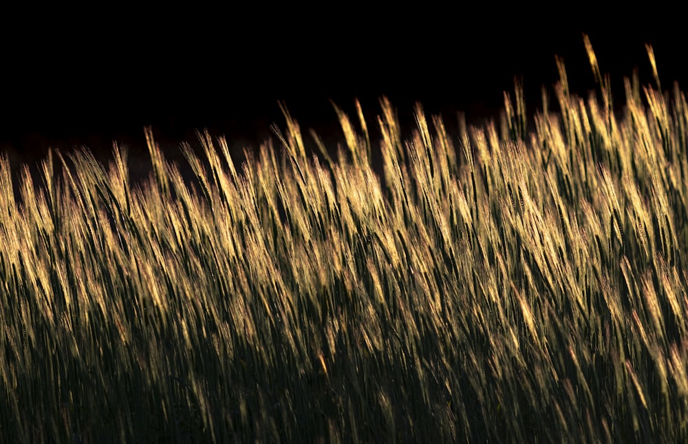 green grass field during night time