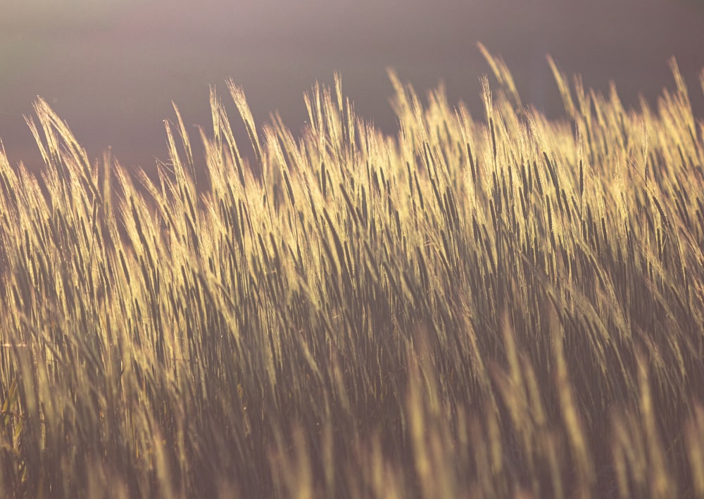 brown wheat field during sunset