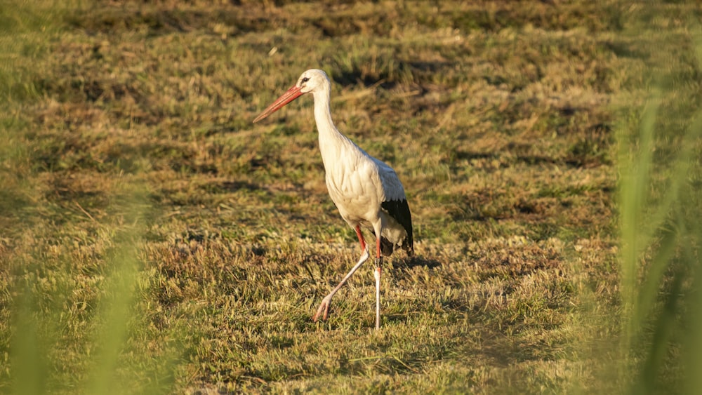 Cigüeña blanca en el campo de hierba marrón durante el día