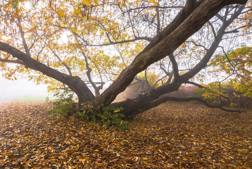 brown tree with yellow leaves