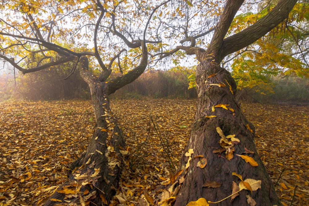 brown tree trunk on brown grass field during daytime