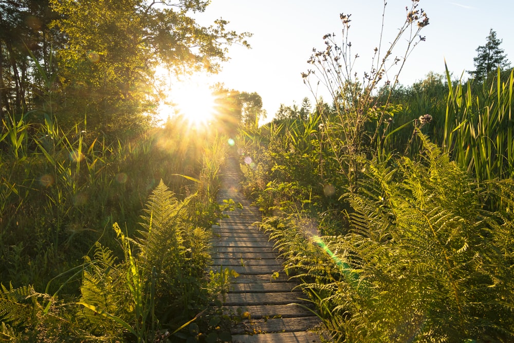 brown wooden pathway between green grass and trees during daytime