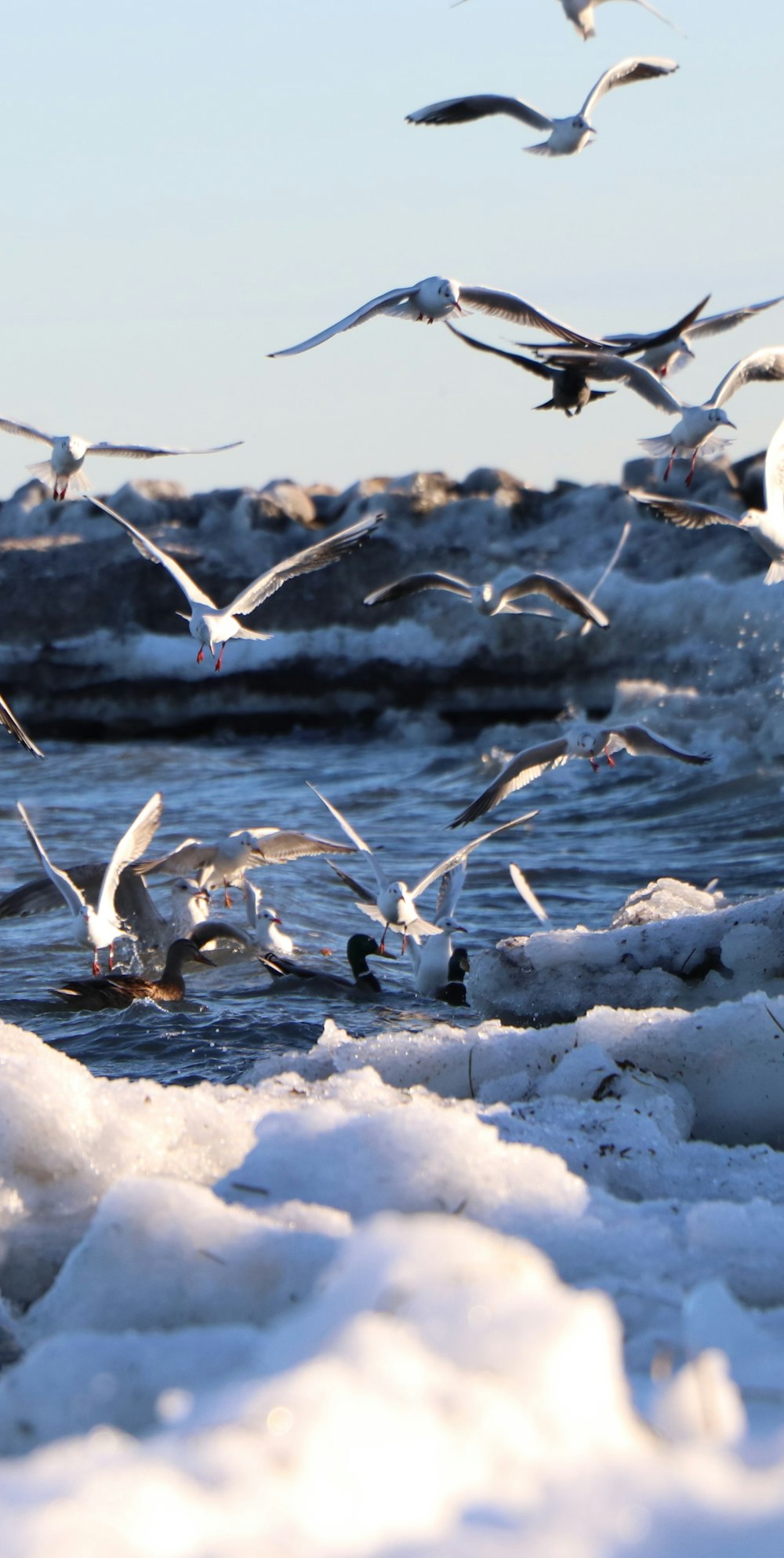 Des oiseaux blancs volant au-dessus de l’eau