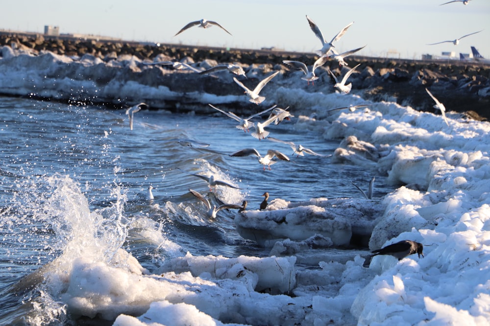 oiseau blanc et noir volant au-dessus de la mer pendant la journée