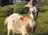 A goat with brown and white fur stands prominently in a grassy area. It has curved horns and a distinct beard. In the background, a black goat is partially visible near a lush, green bush. The setting appears to be rural, with a wooden fence and some structures partially visible in the distance.