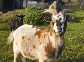 A goat with brown and white fur stands prominently in a grassy area. It has curved horns and a distinct beard. In the background, a black goat is partially visible near a lush, green bush. The setting appears to be rural, with a wooden fence and some structures partially visible in the distance.