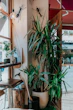 A cozy corner of El Cubanito decorated with green leaves and warm yellow-orange lighting.
