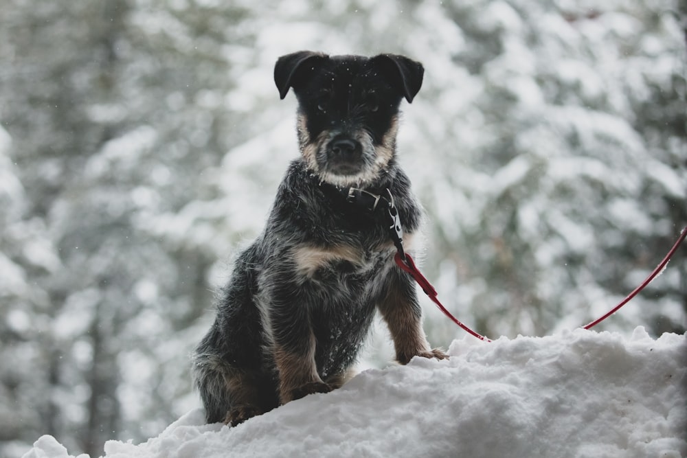 black and tan short coat medium dog running on snow covered ground during daytime