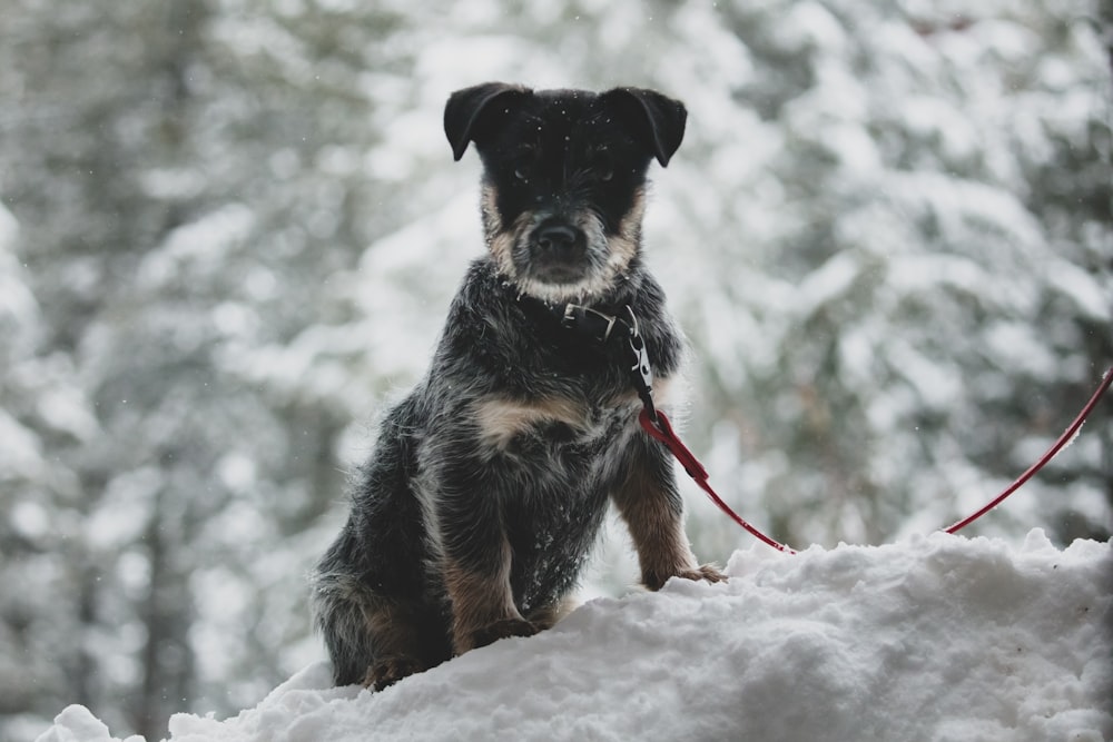 Perro mediano de pelaje corto negro y fuego corriendo en suelo cubierto de nieve durante el día