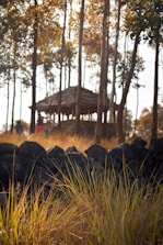 brown wooden house near green grass field during daytime