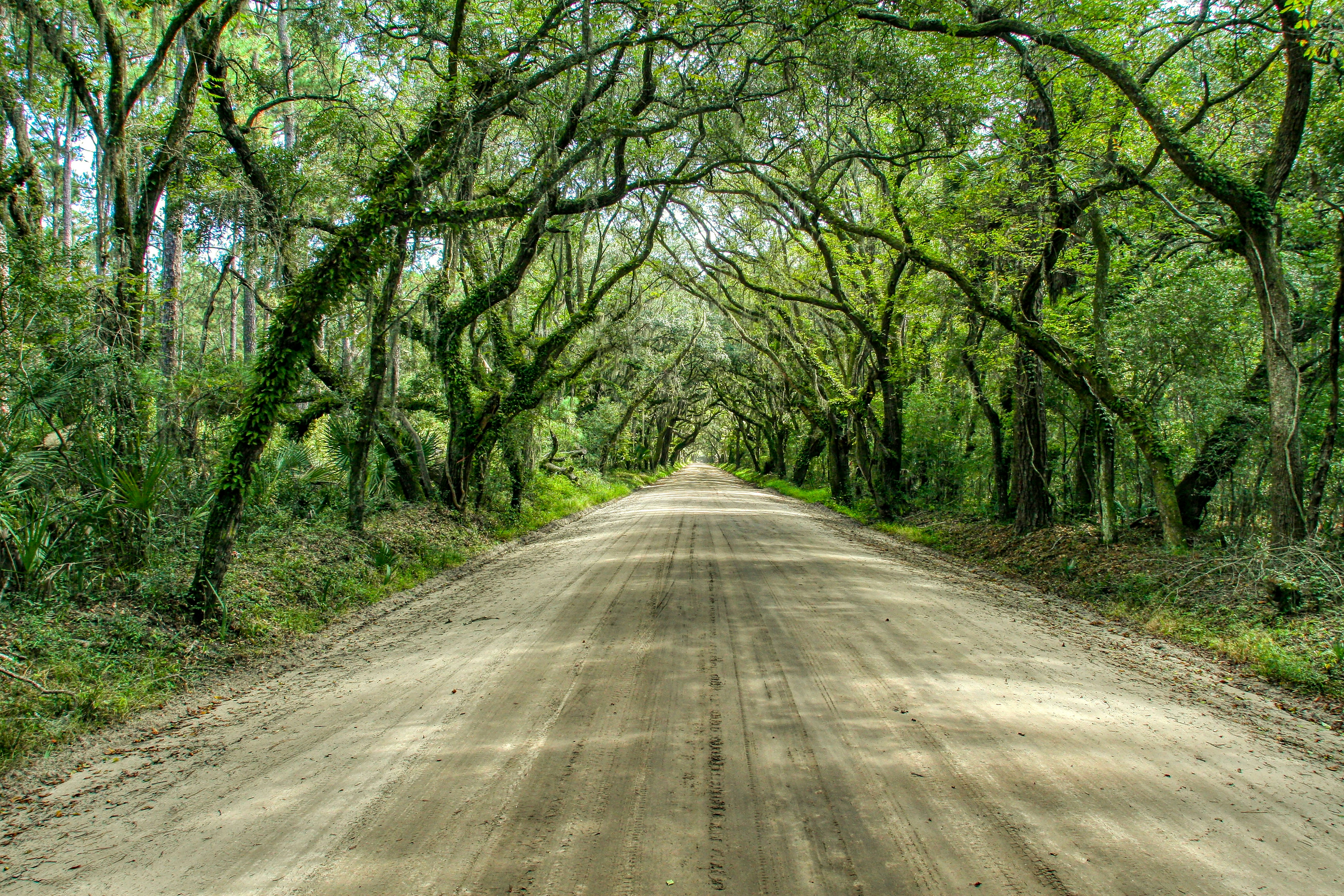 brown dirt road between green trees during daytime