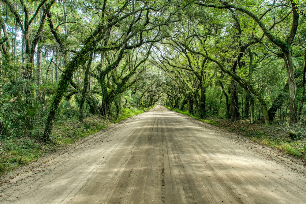 estrada de terra marrom entre árvores verdes durante o dia
