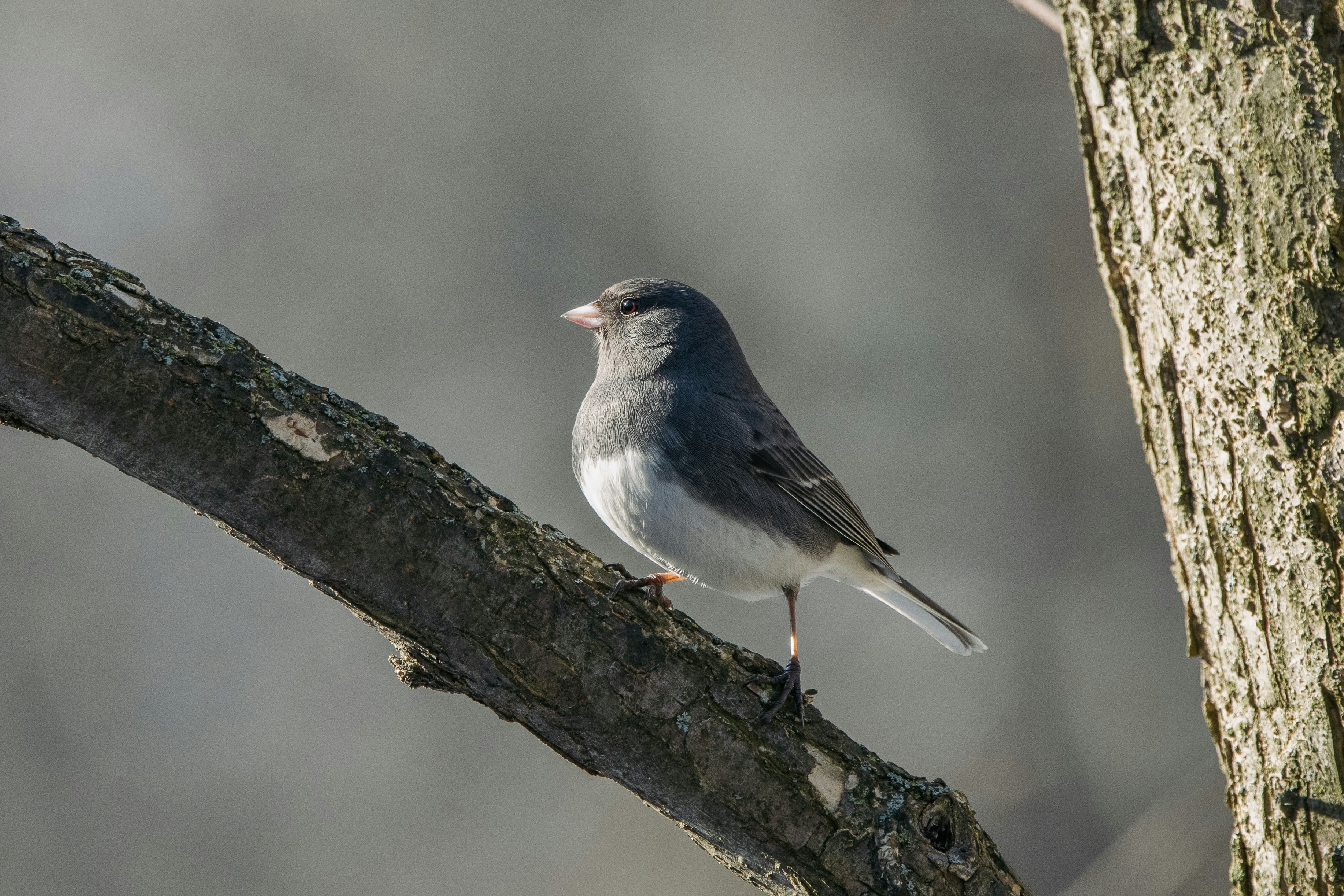 gray and white bird on brown tree branch