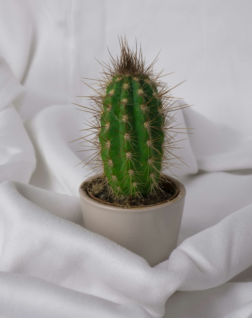 green cactus in white pot