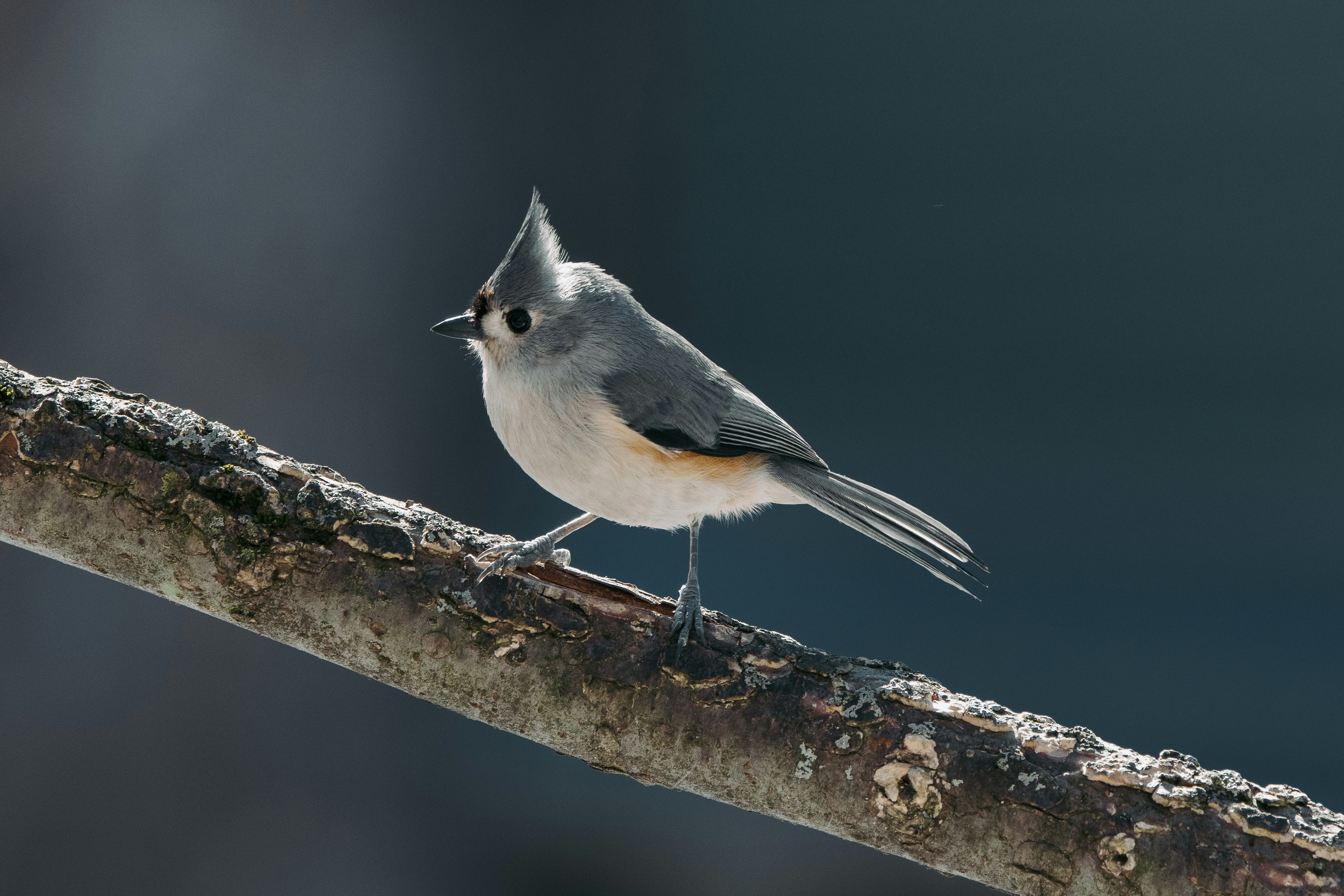 white and black bird on tree branch, A Tufted Titmouse perches on a tree branch on a sunny winter day.