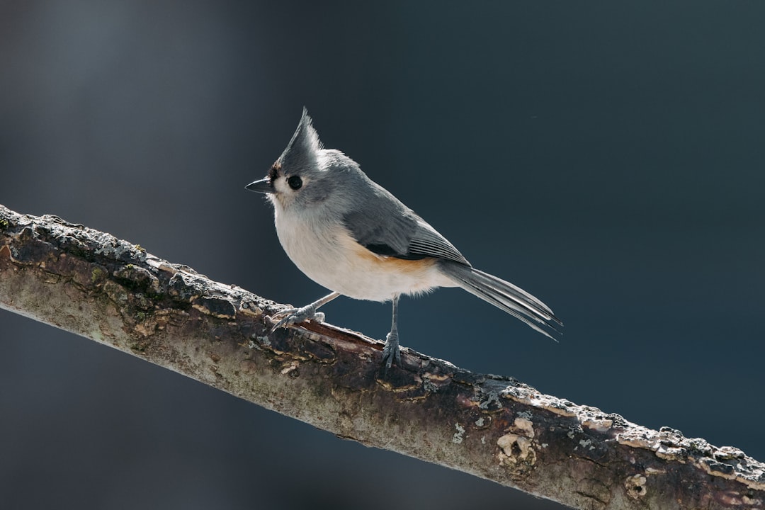 white and black bird on tree branch, A Tufted Titmouse perches on a tree branch on a sunny winter day.