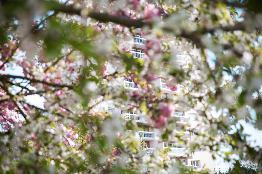 pink and white flowers on tree