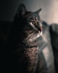 silver tabby cat in tilt shift lens