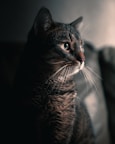 silver tabby cat in tilt shift lens