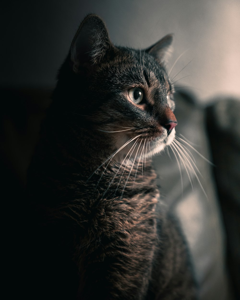 silver tabby cat in tilt shift lens