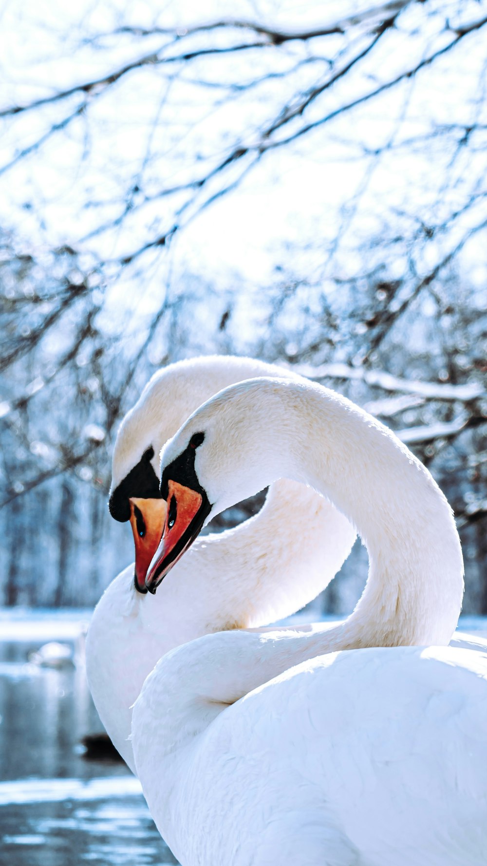 cisne blanco en el suelo cubierto de nieve durante el día